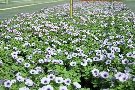 'Wave petunia'  spreading growth habit, with the ability to fill flower beds with their blooms that sprout all along their stems, which can reach up to 4 feet.