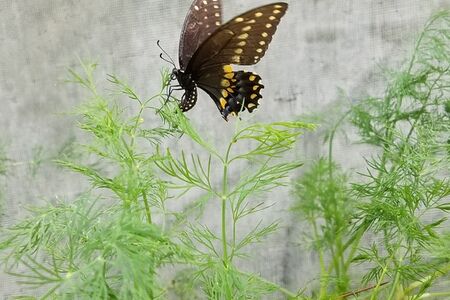 swallowtail butterfly laying eggs on our dill