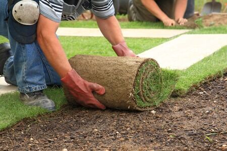 Why You Should Install a Sod Lawn