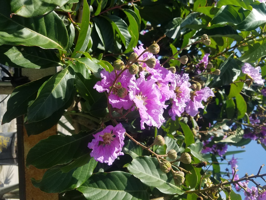 Flowering Plants & Trees Loxahatchee Florida - Plant Nursery Palm Beach ...