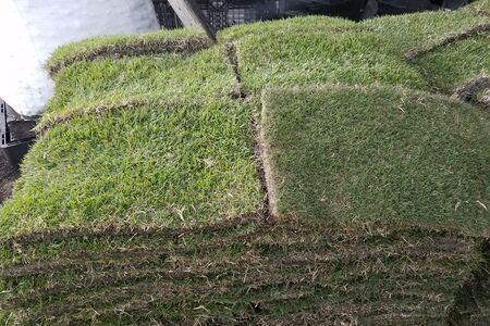 Left: Empire Zoysia & Right: Celebration Bermuda