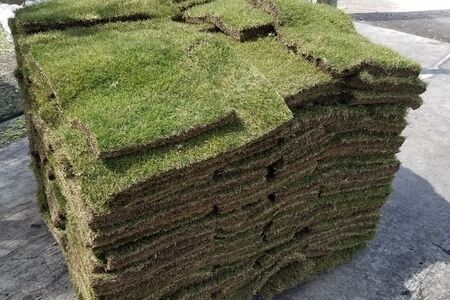 Xeon Zoysia