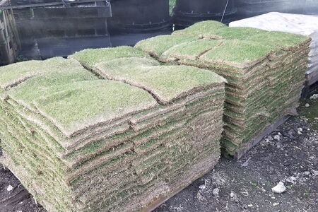 Empire Zoysia