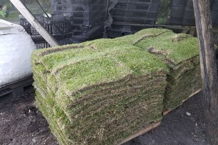 Empire Zoysia @aonestopgardenshop