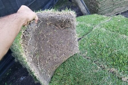 Empire Zoysia