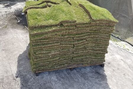 Empire Zoysia