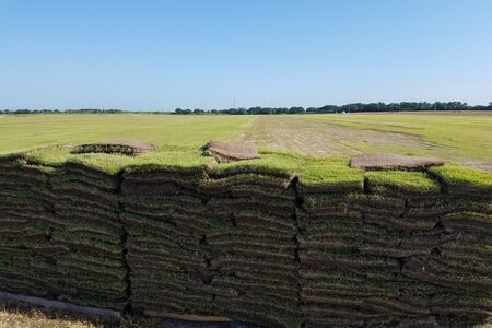 Zorro Zoysia