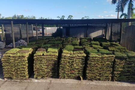 St. Augustine Palmetto pallets