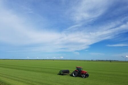 St. Augustine Palmetto