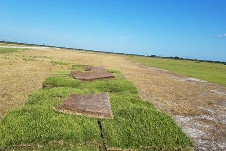 Zorro Zoysia