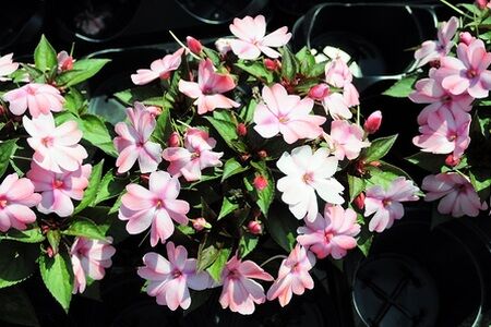 New Guinea impatiens