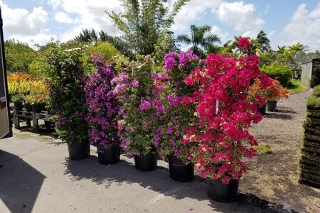 Bougainvillea