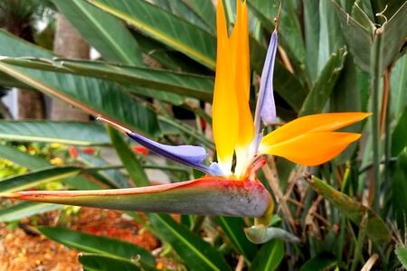 Orange Bird of Paradise