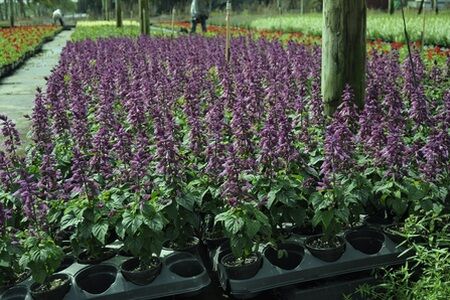 Reddy Series Lavender Salvia