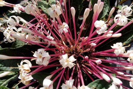 Starburst Clerodendrum