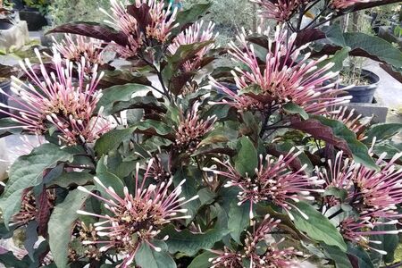 Starburst Clerodendrum