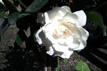 Gardenia flower