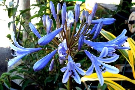 Agapanthus