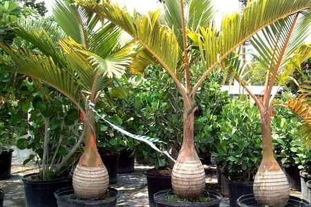 Bottle palm