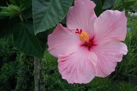 Pink Hibiscus