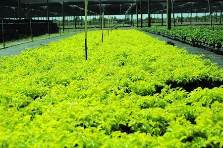 Gold Mound 'Duranta repens'. Lovely to look at, easy to grow. Gold mound offers amazing color as a delightfully bright accent in any South Florida garden