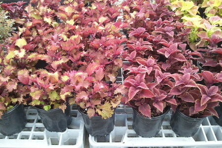 Coleus