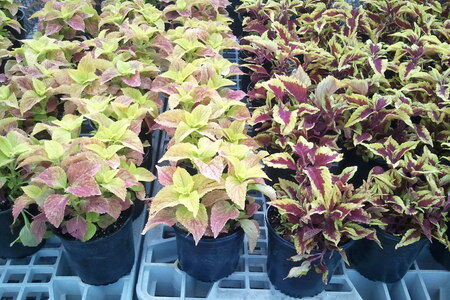 Coleus