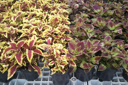 Coleus