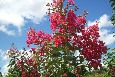 Crape Myrtle