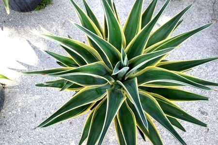 Agave desmettiana ‘Variegata’ 