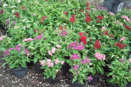 Pentas