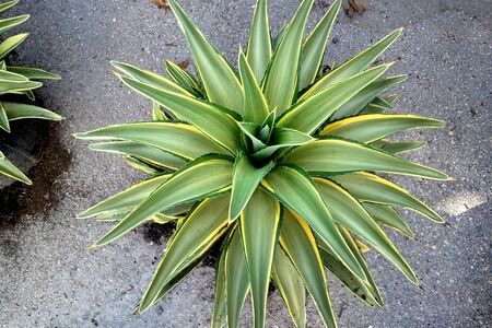 Agave desmettiana ‘Variegata’ 