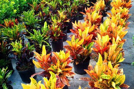 Crotons Petra