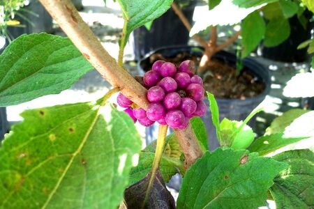 Beauty Berry Native to Florida