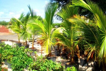 Coconut palms and Hybrid Crown of thorns