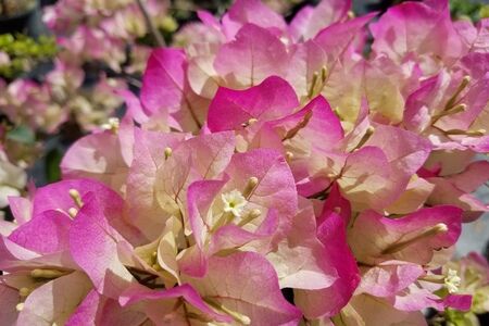 Bougainvillea