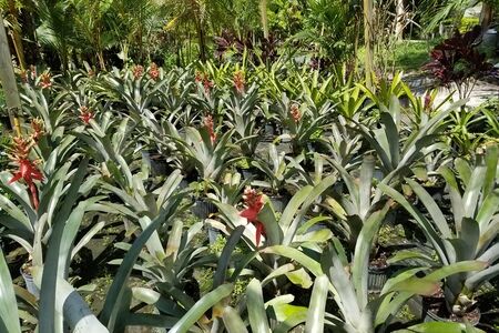 Bromeliads