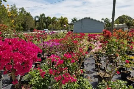 Bougainvillea