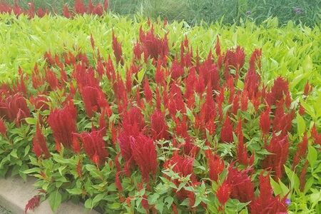 Celosia