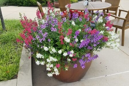 Angelonia angustifolia 