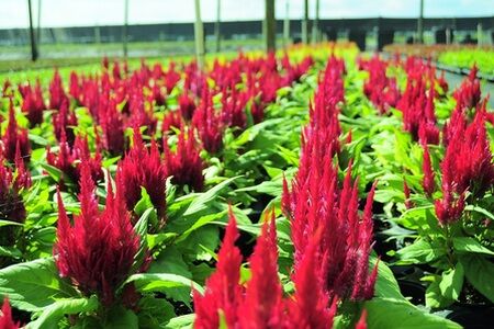 Celosia Red bears red plumes and beautiful bright green foliage