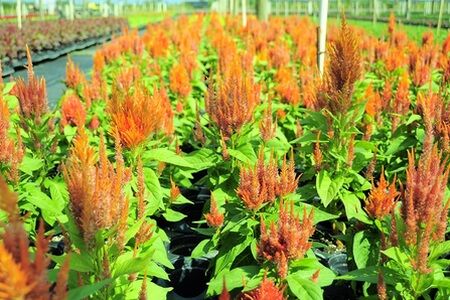 Celosia orange bears red plumes and beautiful bright green foliage