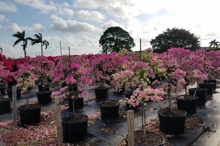 Bougainvillea