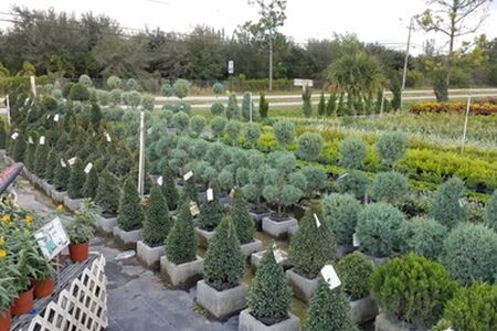 Topiary