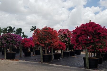 Bougainvillea