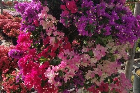 Bougainvillea