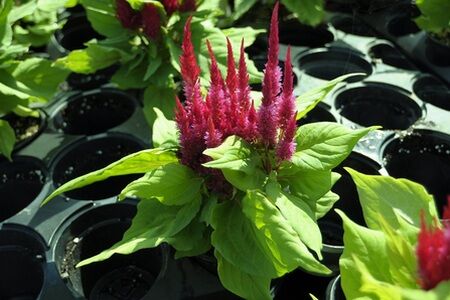 Celosia Red bears red plumes and beautiful bright green foliage