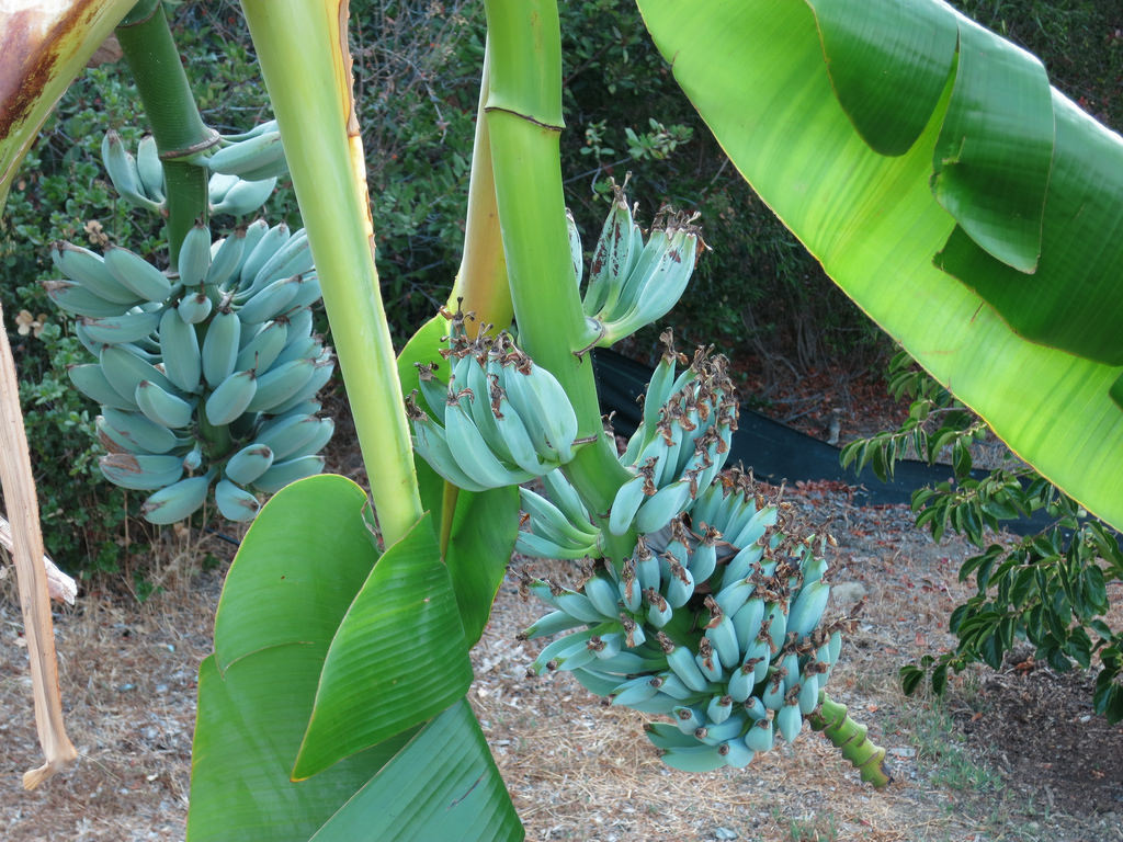 Loxahatchee Garden Center The Ice Cream Banana