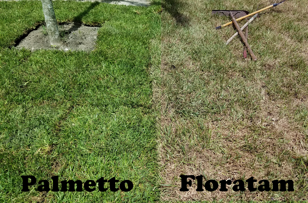 How Often to Water New St Augustine Sod? 