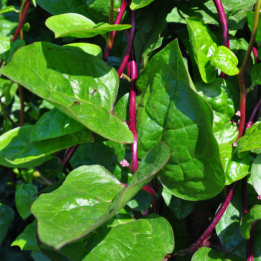Best Florida Vegetables 